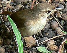 Southern House Wren