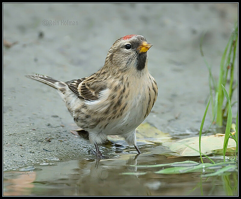 Redpoll female adult, drinks