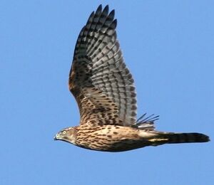 Northern Goshawk : Pictures.