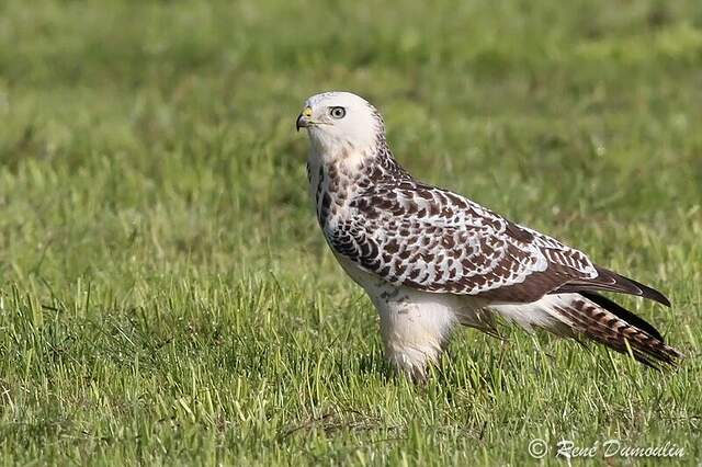 Common Buzzard - Buteo buteo juvenile - redu108042