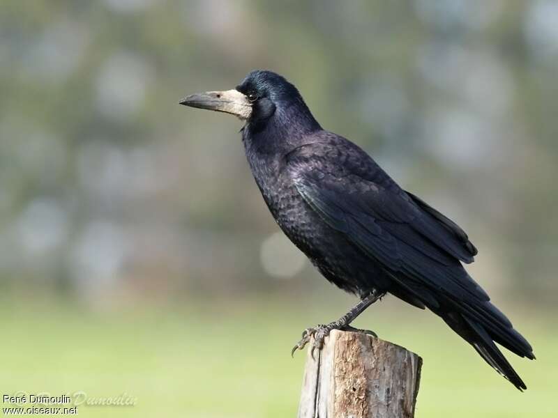 Corbeau : taille, description, biotope, habitat, reproduction