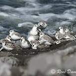 Bécasseau sanderling