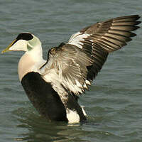 Eider à duvet