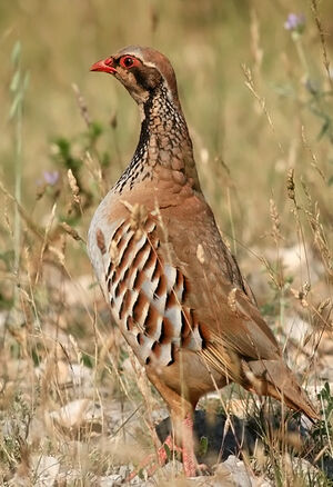 Red-legged Partridge : Pictures.