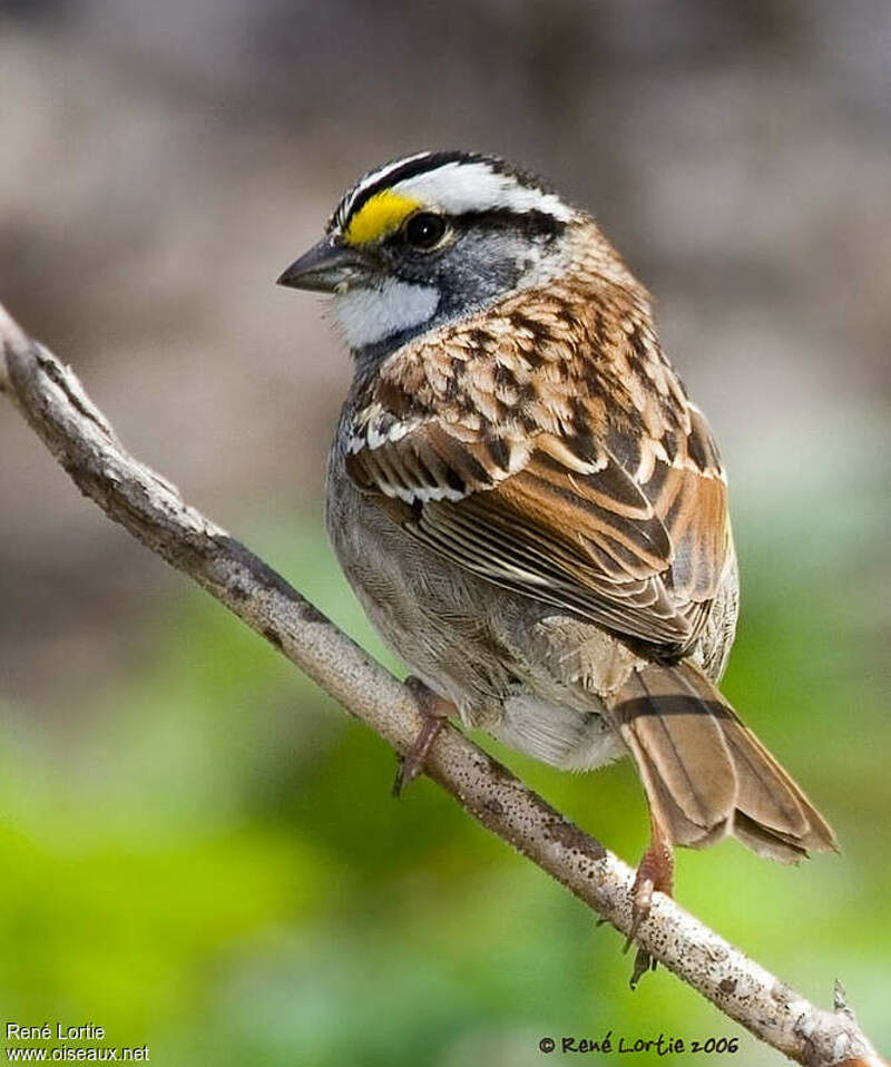 Les oiseaux. Зонотрихия. Болотная зонотрихия. Sparrow species from the Top.