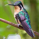 Colibri à gorge pourprée