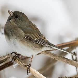 Junco ardoisé