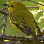 Paruline jaune