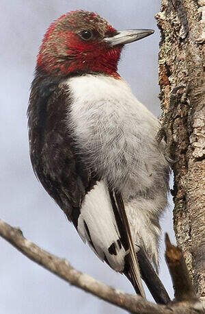 Pic à Tête Rouge Melanerpes Erythrocephalus