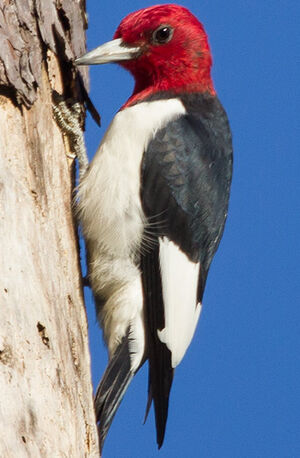 Pic à Tête Rouge Melanerpes Erythrocephalus