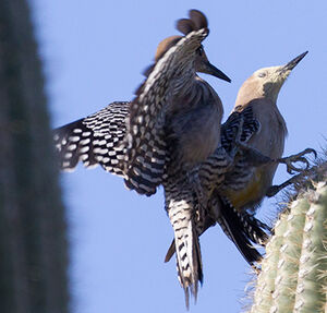 Pic des saguaros