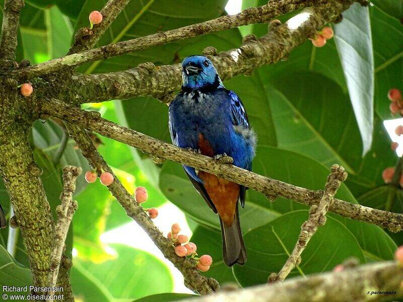 opal rumped tanager