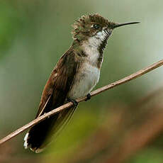 Colibri rubis-topaze