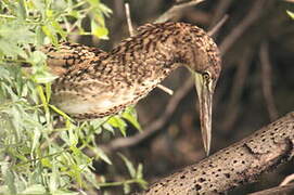 Rufescent Tiger Heron