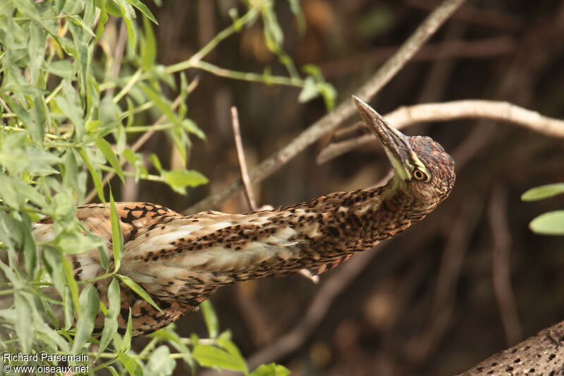 Rufescent Tiger Heronimmature, fishing/hunting