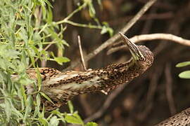 Rufescent Tiger Heron