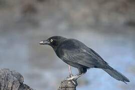 Carib Grackle