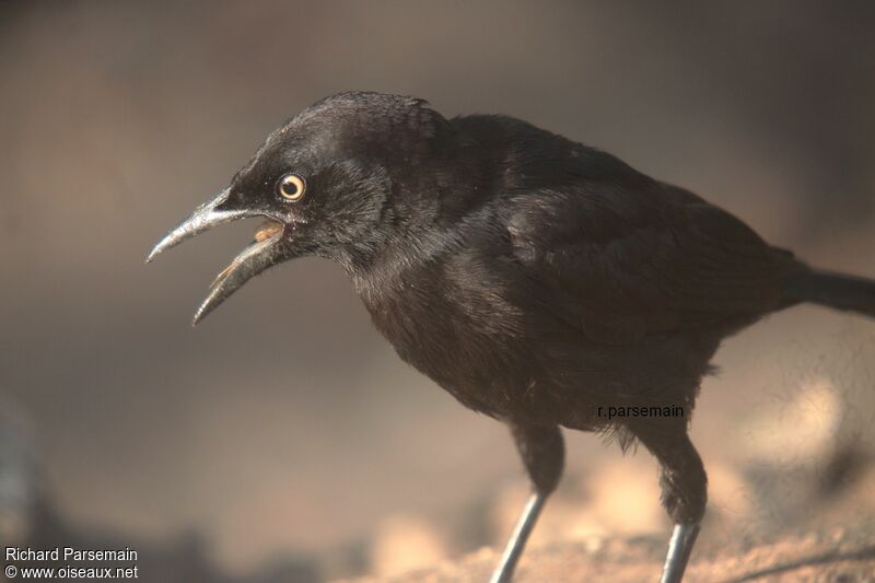 Carib Grackleadult, eats