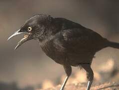 Carib Grackle