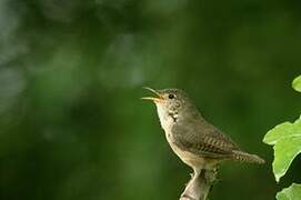 Southern House Wren