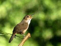 Southern House Wren