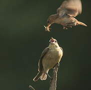 Southern House Wren