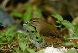 Southern House Wren