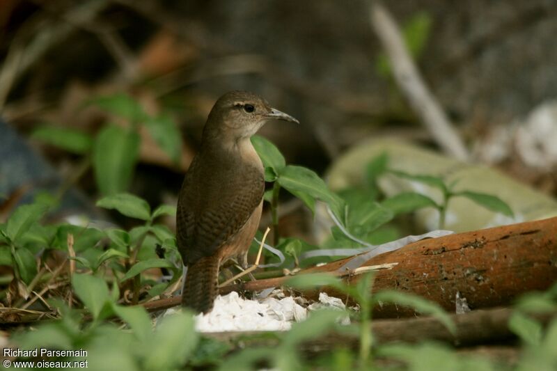 Southern House Wrenadult