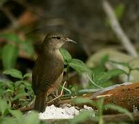 Southern House Wren