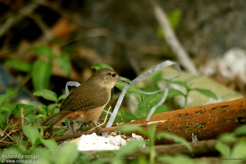 Southern House Wrenadult