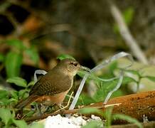 Southern House Wren