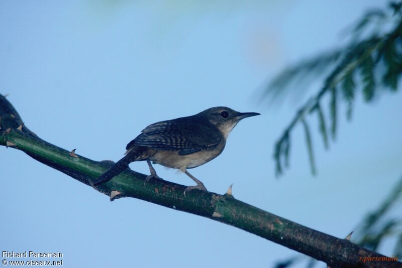 Southern House Wrenadult