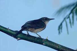 Southern House Wren