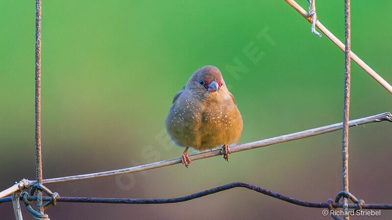 Red-billed Firefinch female