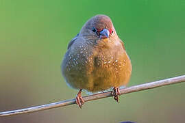 Red-billed Firefinch