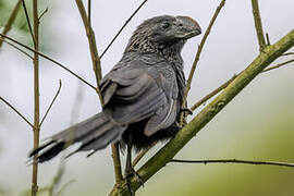 Smooth-billed Ani