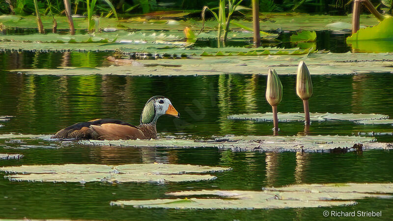 African Pygmy Goose