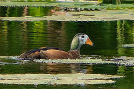 African Pygmy Goose