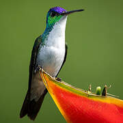 Andean Emerald