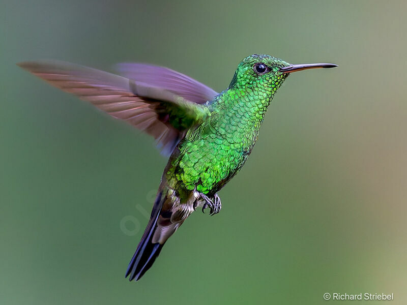 Steely-vented Hummingbird