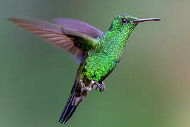 Steely-vented Hummingbird