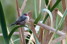 Common Waxbill