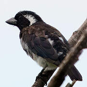 White-eared Barbet