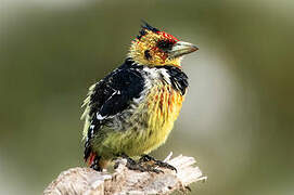 Crested Barbet