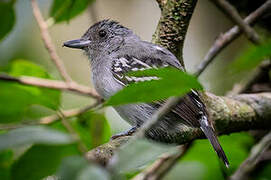 Black-crowned Antshrike