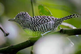 Bar-crested Antshrike