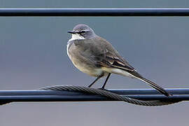 Cape Wagtail