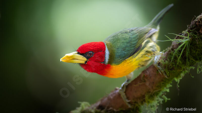 Red-headed Barbet male adult