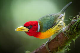 Red-headed Barbet