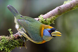 Red-headed Barbet